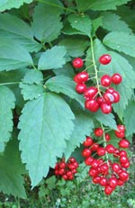 Actaea, trolldruva