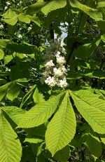 Aesculus hippocastanum, hästkastanj