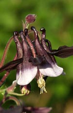 Aquilegia, akleja