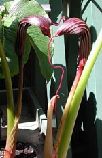 Arisaema, kobrakalla