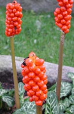 Arum maculatum, munkhätta