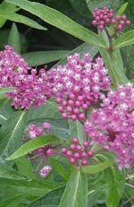 Asclepias, sidenört