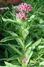 Asclepias, sidenört