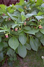 Atropa belladonna, belladonna