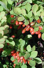 Berberis