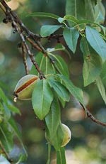 Prunus dulcis v. amara, bittermandel