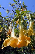 Brugmansia, änglatrumpet