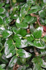 Buxus sempervirens, buxbom