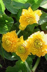 Caltha palustris, kabbeleka