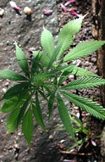 Cannabis sativa, hampa