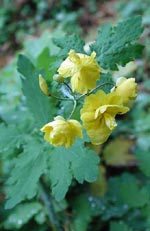 Chelidonium majus, skelört