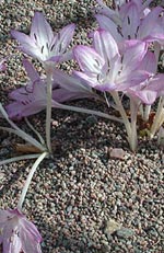 Colchicum, tidlösa, nakna jungfrun