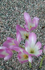 Colchicum, tidlösa, nakna jungfrun