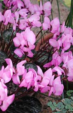 Cyclamen