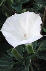 Datura, spikklubba