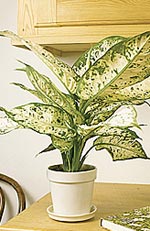 Dieffenbachia, prickblad