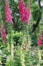 Digitalis purpurea, fingerborgsblomma