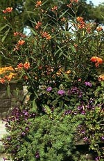 Lantana camara, eldkrona