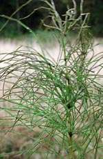 Equisetum, fräken