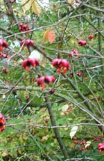 Euonymus europaeus, benved