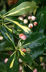 Euonymus fortunei, benved, frukt