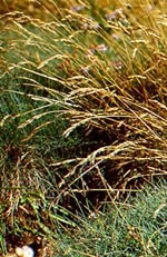 Festuca rubra, rödsvingel