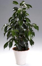 Ficus benjamina, benjaminfikus