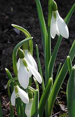 Galanthus, snödroppe