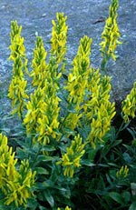 Genista tinctoria, färgginst