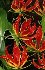 Gloriosa superba, klänglilja