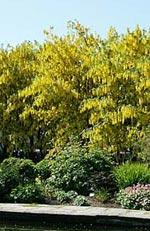 Laburnum, gullregn