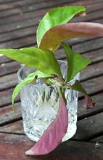 Synadenium grantii, mjölkbuske, gummiplanta