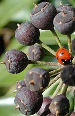 Hedera helix, murgröna