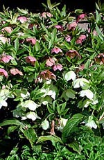 Helleborus orientalis, julros