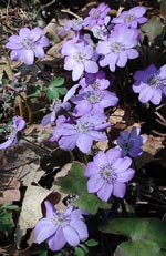 Hepatica