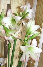 Hippeastrum, amaryllis