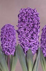 Hyacinthus orientalis, hyacint