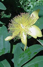 Hypericum, johannesört