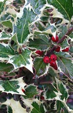 Ilex aquifolium, järnek