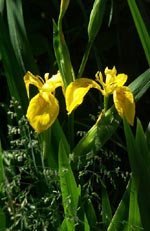 Iris