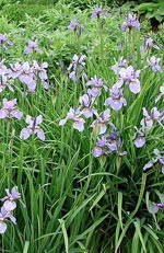 Iris sibirica