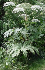 Heracleum mantegazzianum, jätteloka