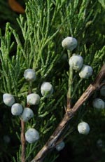 Juniperus sabina, sävenbom