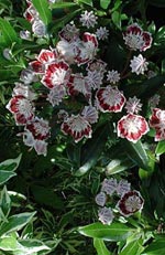 Kalmia