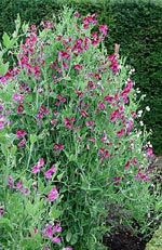 Lathyrus odoratus, luktärt