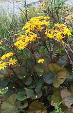 Ligularia, stånds