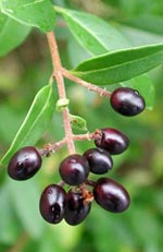 Ligustrum vulgare, liguster