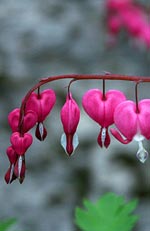 Dicentra spectabilis, Löjtnantshjärta