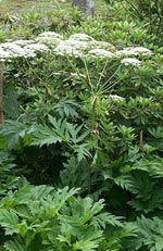 Heracleum sibiricum, björnloka