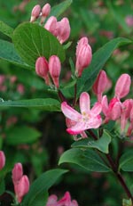 Lonicera tatarica